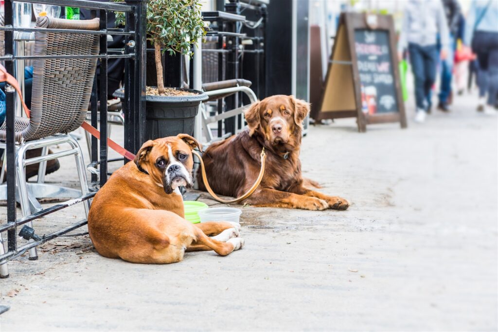 Two dogs in front of Restaurant